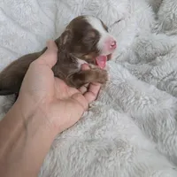 Tracker, a male Miniature Australian Shepherd for sale in Pleasant Grove, CA – Photo 3 of 7