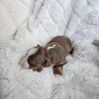 Tracker, a male Miniature Australian Shepherd for sale in Pleasant Grove, CA – Photo 4 of 7