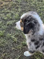 Pebble, a male Miniature Australian Shepherd for sale in Pleasant Grove, CA – 10 of 10