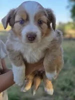 Willow, a female Miniature Australian Shepherd for sale in Pleasant Grove, CA – 6 of 7