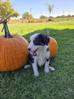 Honey, a female Miniature Australian Shepherd for sale in Pleasant Grove, CA – 4 of 4