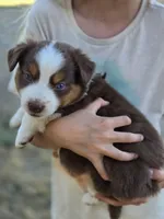 Toby , a male Miniature Australian Shepherd for sale in Pleasant Grove, CA – 4 of 5