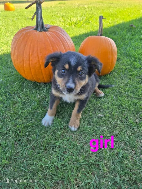 Laney – Miniature Australian Shepherd puppy for sale in Pleasant Grove, CA