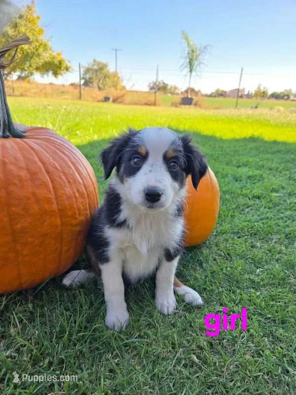 Honey – Miniature Australian Shepherd puppy for sale in Pleasant Grove, CA