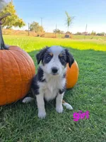 Honey, a female Miniature Australian Shepherd for sale in Pleasant Grove, CA – 1 of 4