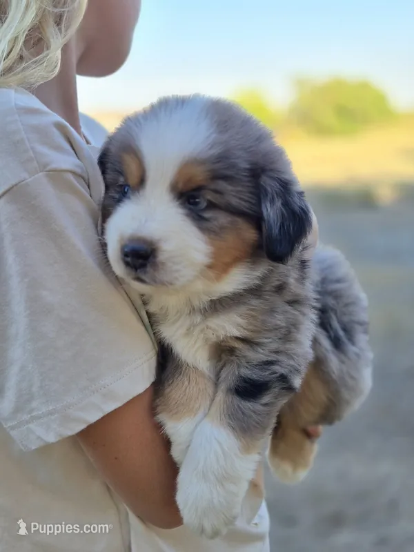 Dixon – Miniature Australian Shepherd puppy for sale in Pleasant Grove, CA