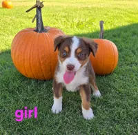 Penny, a female Miniature Australian Shepherd for sale in Pleasant Grove, CA – 1 of 2