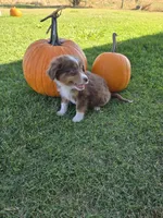 Remmy, a male Miniature Australian Shepherd for sale in Pleasant Grove, CA – 3 of 3