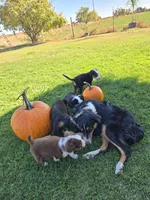 Penny, a female Miniature Australian Shepherd for sale in Pleasant Grove, CA – 2 of 2