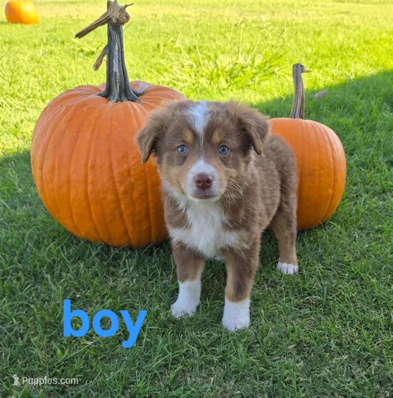 Remmy – Miniature Australian Shepherd puppy for sale in Pleasant Grove, CA