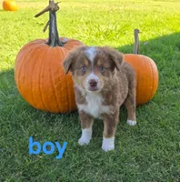 Remmy, a male Miniature Australian Shepherd for sale in Pleasant Grove, CA – 1 of 3