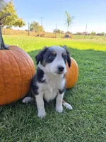 Honey, a female Miniature Australian Shepherd for sale in Pleasant Grove, CA – 2 of 4