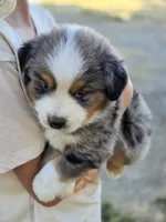 Dixon, a male Miniature Australian Shepherd for sale in Pleasant Grove, CA – 2 of 6