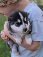 Crypto, a male Pomsky for sale in Pleasant Grove, CA – Photo 4 of 4
