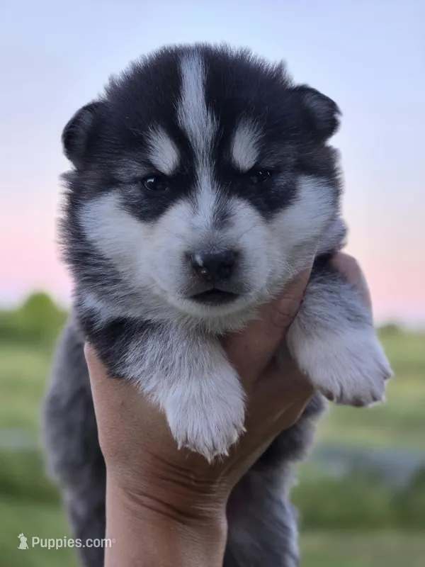 Crypto – Pomsky puppy for sale in Pleasant Grove, CA