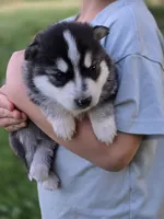 Crypto, a male Pomsky for sale in Pleasant Grove, CA – Photo 3 of 4