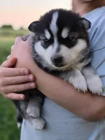 Crypto, a male Pomsky for sale in Pleasant Grove, CA – Photo 2 of 4