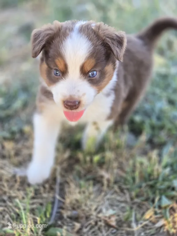 Toby  – Miniature Australian Shepherd puppy for sale in Pleasant Grove, CA