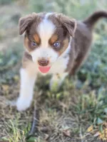 Toby , a male Miniature Australian Shepherd for sale in Pleasant Grove, CA – 1 of 5