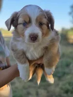 Willow, a female Miniature Australian Shepherd for sale in Pleasant Grove, CA – 3 of 7