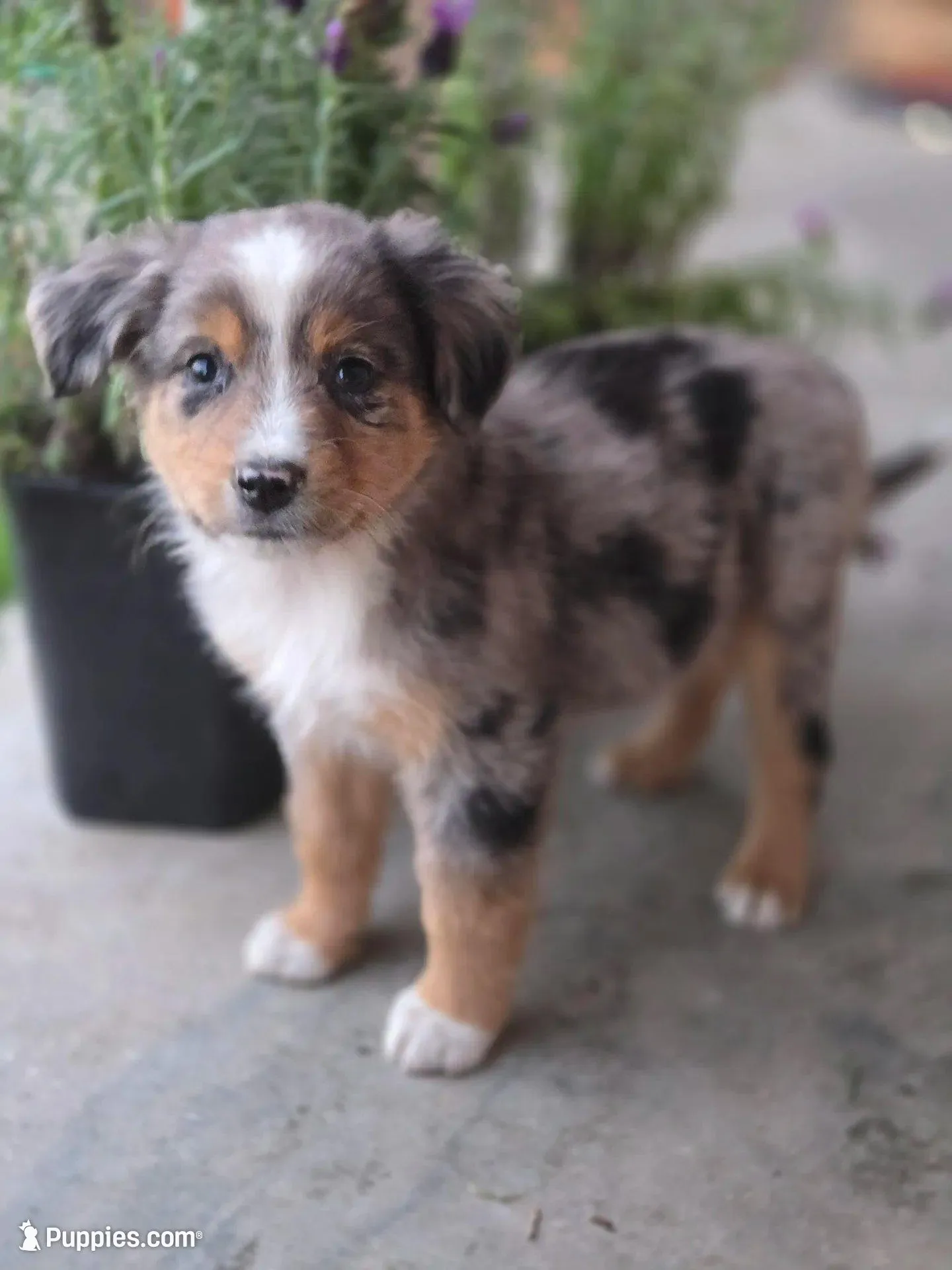Charlie – Miniature Australian Shepherd puppy for sale in Pleasant Grove, CA