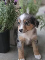 Charlie, a male Miniature Australian Shepherd for sale in Pleasant Grove, CA – Photo 2 of 2