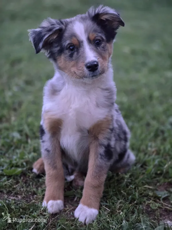 Charlie – Miniature Australian Shepherd puppy on hold in Pleasant Grove, CA