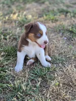 Toby , a male Miniature Australian Shepherd for sale in Pleasant Grove, CA – 5 of 5
