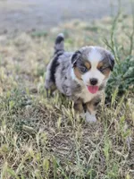 Dixon, a male Miniature Australian Shepherd for sale in Pleasant Grove, CA – 6 of 6