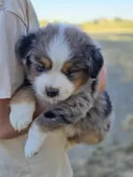 Dixon, a male Miniature Australian Shepherd for sale in Pleasant Grove, CA – 3 of 6