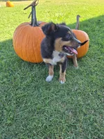 Laney, a female Miniature Australian Shepherd for sale in Pleasant Grove, CA – 4 of 4