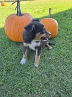 Laney, a female Miniature Australian Shepherd for sale in Pleasant Grove, CA – 2 of 4