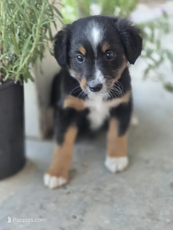 Sapphire – Miniature Australian Shepherd puppy on hold in Pleasant Grove, CA