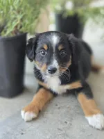 Sapphire, a female Miniature Australian Shepherd for sale in Pleasant Grove, CA – Photo 3 of 3