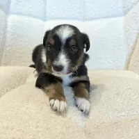 Sapphire, a female Miniature Australian Shepherd for sale in Pleasant Grove, CA – Photo 2 of 4