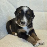 Sapphire, a female Miniature Australian Shepherd for sale in Pleasant Grove, CA – Photo 4 of 4