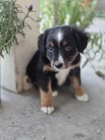 Sapphire, a female Miniature Australian Shepherd for sale in Pleasant Grove, CA – Photo 2 of 3
