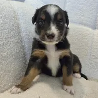 Sapphire, a female Miniature Australian Shepherd for sale in Pleasant Grove, CA – Photo 3 of 4