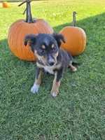 Laney, a female Miniature Australian Shepherd for sale in Pleasant Grove, CA – 3 of 4