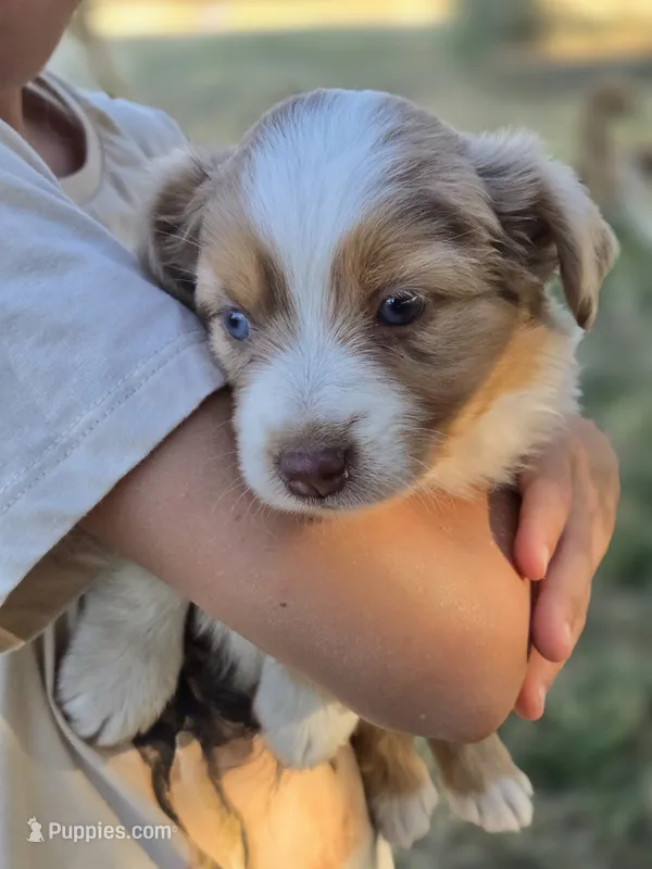Willow – Miniature Australian Shepherd puppy for sale in Pleasant Grove, CA