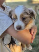 Willow, a female Miniature Australian Shepherd for sale in Pleasant Grove, CA – 1 of 7