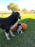 Honey, a female Miniature Australian Shepherd for sale in Pleasant Grove, CA – 3 of 4