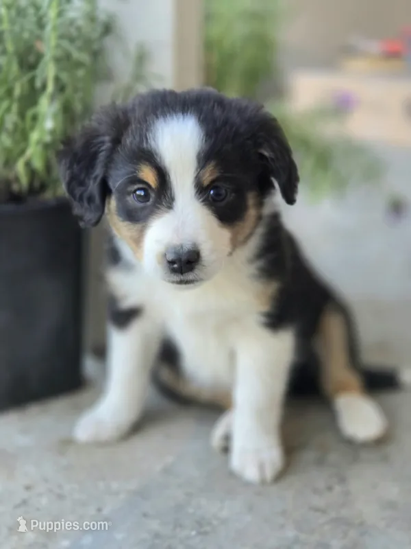 Opal – Miniature Australian Shepherd puppy on hold in Pleasant Grove, CA