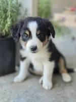 Opal, a female Miniature Australian Shepherd for sale in Pleasant Grove, CA – Photo 1 of 3