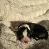 Opal, a female Miniature Australian Shepherd for sale in Pleasant Grove, CA – Photo 6 of 6