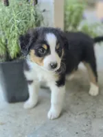 Opal, a female Miniature Australian Shepherd for sale in Pleasant Grove, CA – Photo 3 of 3