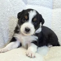 Opal, a female Miniature Australian Shepherd for sale in Pleasant Grove, CA – Photo 5 of 6