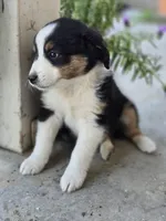 Opal, a female Miniature Australian Shepherd for sale in Pleasant Grove, CA – Photo 2 of 3