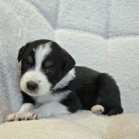 Opal, a female Miniature Australian Shepherd for sale in Pleasant Grove, CA – Photo 4 of 6