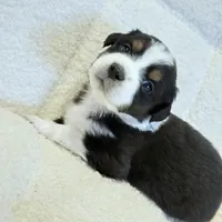 Opal, a female Miniature Australian Shepherd for sale in Pleasant Grove, CA – Photo 2 of 6